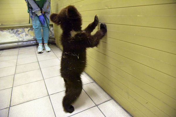 В Первоуральске по улицам бродит одинокий медвежонок