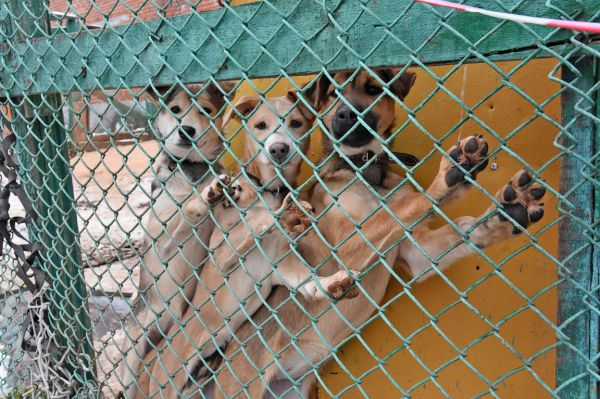 На строительство приюта для животных в Асбесте направили 50 млн рублей