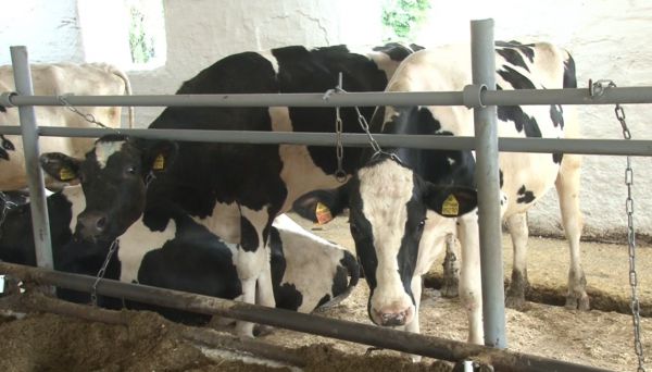 Возвращение к норме. Свердловская область снимает ограничения на вывоз сырого молока в 24 муниципалитетах