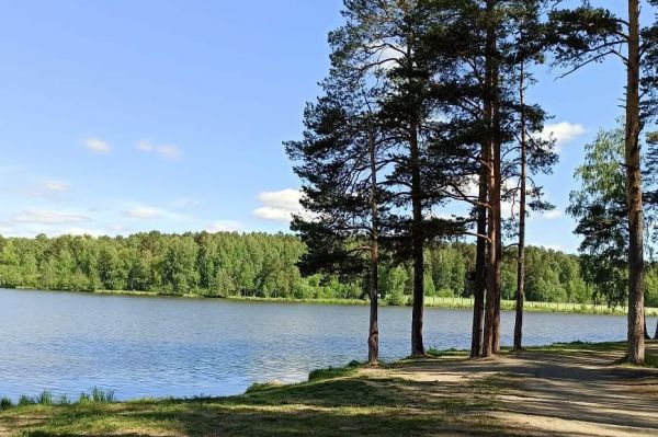 В Свердловской области появится роща молодежи