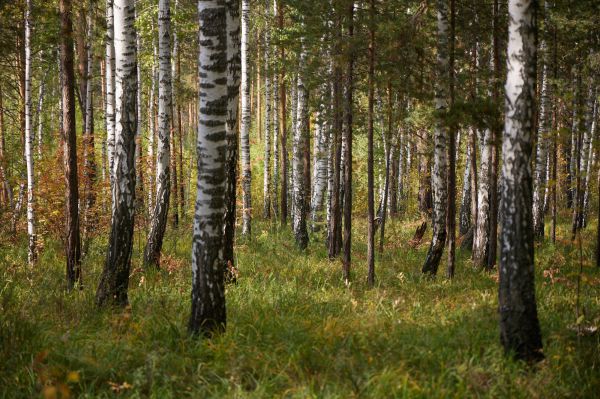 В Свердловской области полиция и волонтеры ищут пропавших в лесу детей