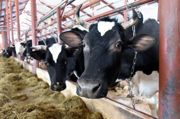 Свердловские власти направили на поддержку молочной отрасли более 870 млн рублей