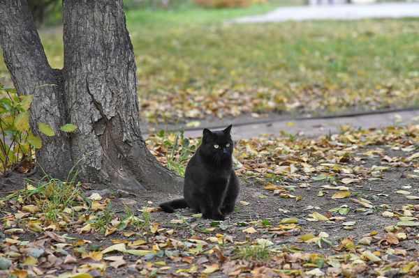 Названы десять самых неприхотливых домашних животных