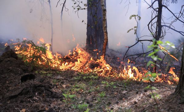 Количество лесных пожаров зашкаливает