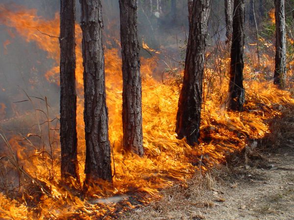 Свердловские леса продолжают гореть
