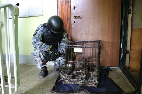 В Екатеринбурге судебные приставы освободили четырех питбулей из заточения