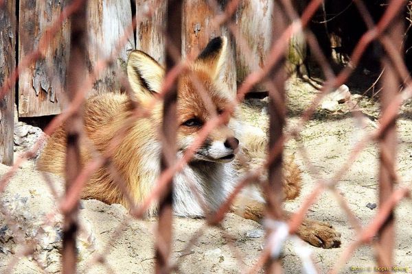 Более 260 свердловчан пострадало от укусов диких животных в 2025 году