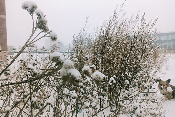 В Екатеринбурге вечером 13 апреля выпадет снег