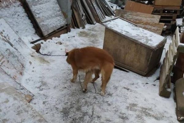 В цыганском поселке, где сносят дома, хозяева бросили собаку. Пес охраняет пустующий дом