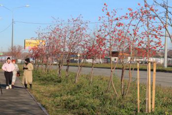 Рекордное количество деревьев и кустарников высадили в этом году в парках и скверах Нижнего Тагила