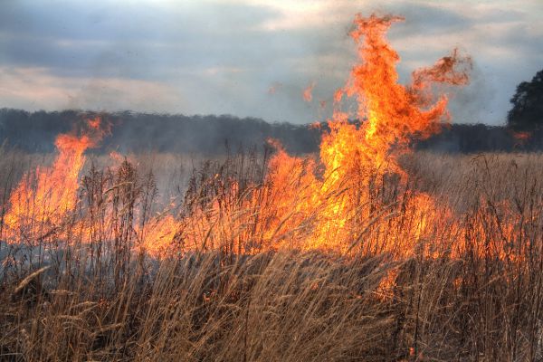 Подростки спасли лес от пожара