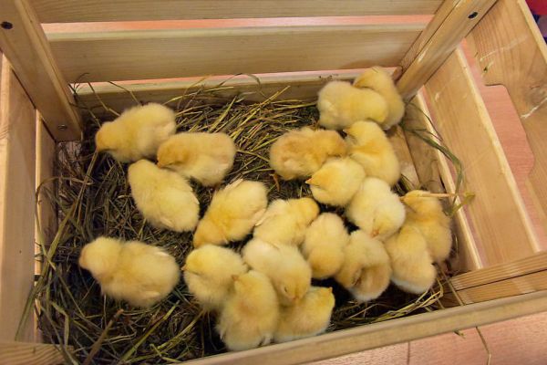 Ветслужба дала добро. Более 200 тысяч суточных цыплят отправили за границу свердловские птицеводы