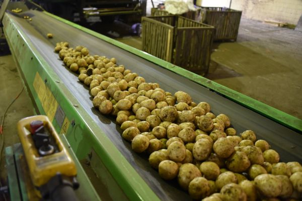 Россия заняла пятое место в мире по производству картофеля. В этом есть и заслуга уральцев
