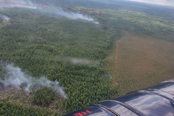 Свердловские власти в этом году направят на охрану лесов около миллиарда рублей