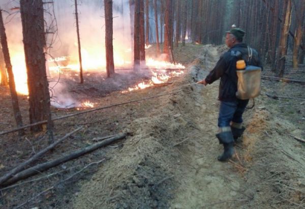 Поджигателям леса грозит реальный срок