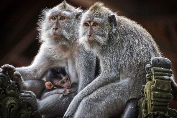 Уральские учёные прокомментировали эксперимент по скрещиванию человека и обезьяны