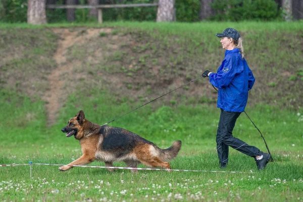 В поселке Бобровский планируют открыть тренировочный центр для собак