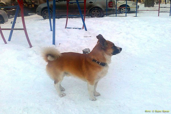 В Нижнем Тагиле догхантеры подожгли будку с двумя собаками