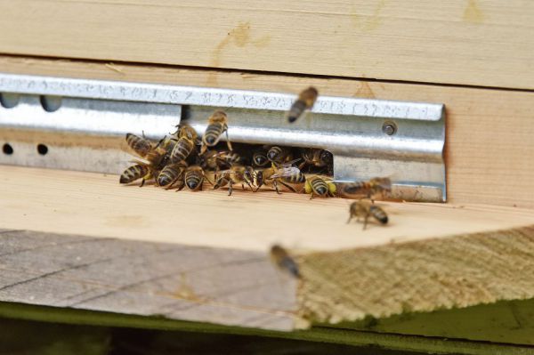 На одном из стендов межрегиональной агровыставки в Екатеринбурге  поселились пчелы