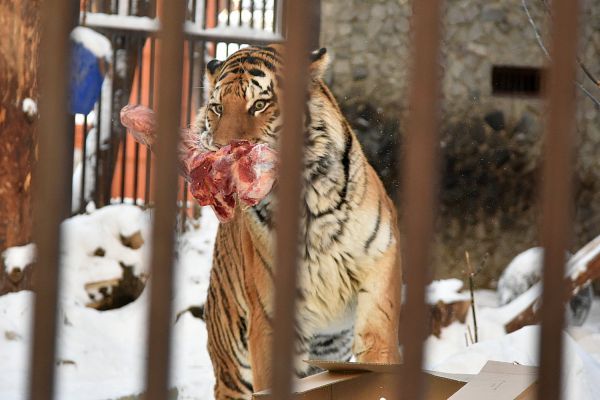 Фоторепортаж: как екатеринбургские тигры готовятся встретить Новый год