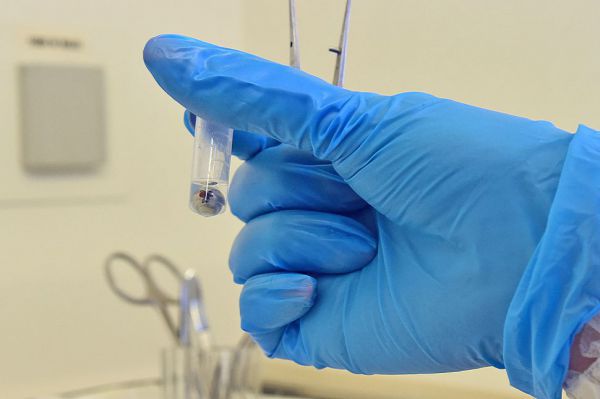 Эпидемиологи по-новому оценят уровень коллективного иммунитета к  COVID-19