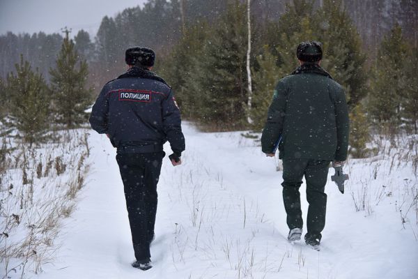 Перед новогодними праздниками на Среднем Урале ловят браконьеров, рубящих ели