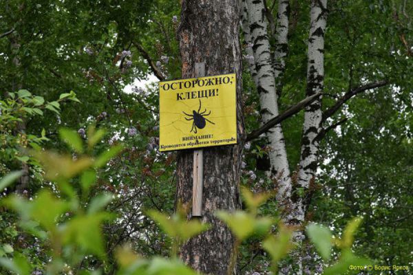 Роспотребнадзор включил Свердловскую область в число регионов с высоким риском заражения клещевым энцефалитом