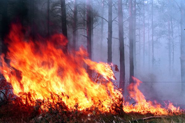 Лесные пожары, погубленный урожай и тепловые удары