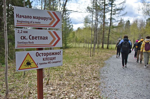 За сезон клещи покусали 29 тысяч свердловчан, заразив более трехсот человек