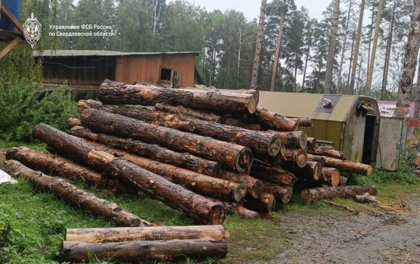 Незаконную рубку леса в «Бажовских местах» остановили свердловские силовики  