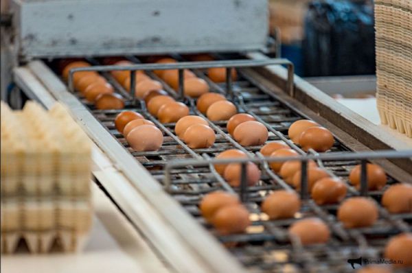 Свердловское минАПК отслеживает цены на куриное яйцо в магазинах региона