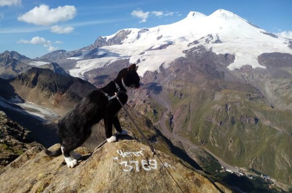 Тагильский кот Граф, покоривший Эльбрус, попал в необычный рейтинг