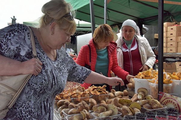 За сбор редких растений и грибов будут сажать в тюрьму