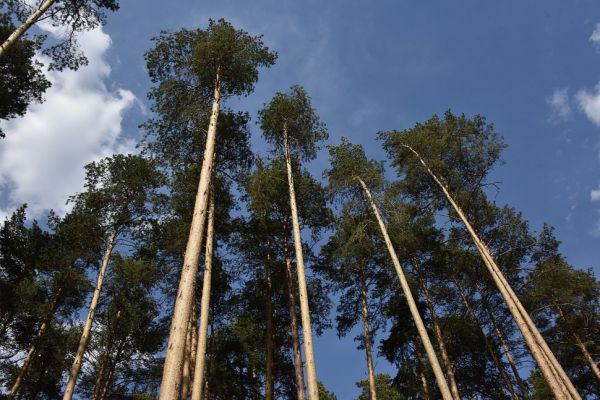 Рослесхоз отметил снижение объема незаконных рубок леса на Среднем Урале