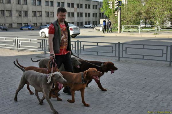 В Госдуме вернулись к идее регистрировать домашних животных