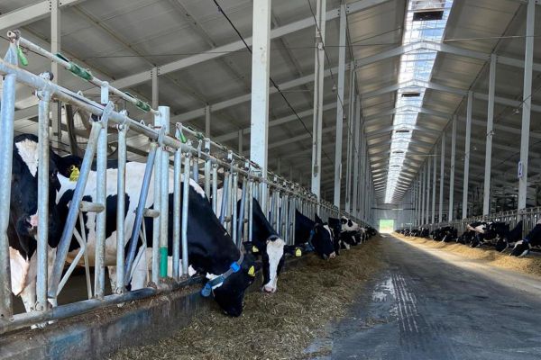 Власти инвестируют в модернизацию одного из лучших производителей молока в стране