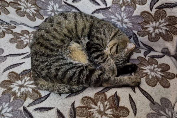 В Нижнем Тагиле продают кота за миллион рублей