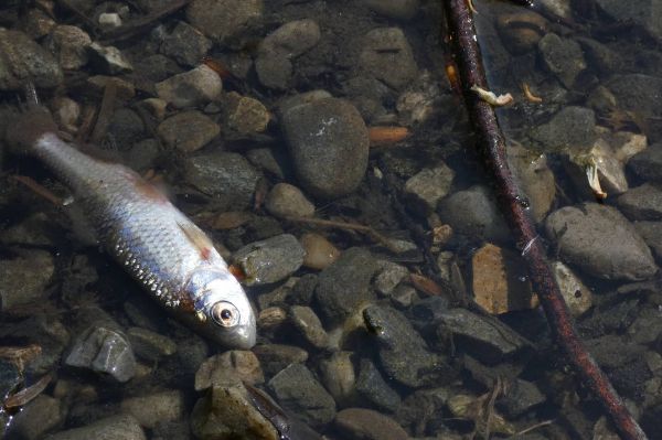 Экологическое ЧП: в пруду поселка Крутого обнаружили тысячи мертвых рыб