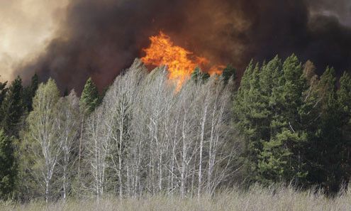 Число природных пожаров в области пошло на спад