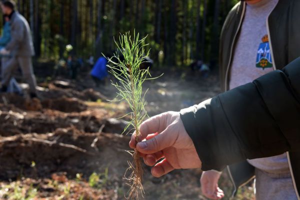 Свердловская область вошла в число лидеров по производству лесных саженцев
