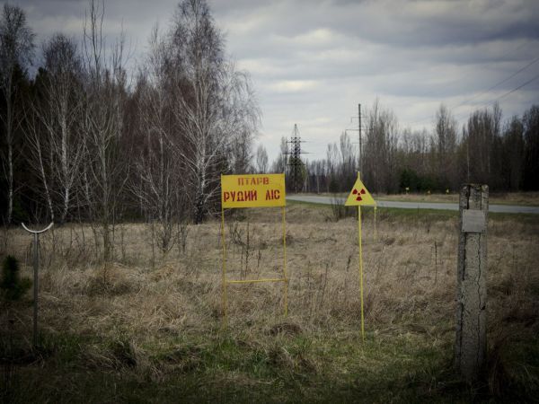 Кабаны вели подрывную работу в зоне Чернобыля