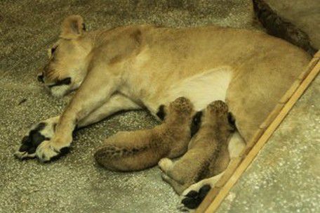 Как назвать новорожденных львят?