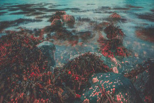 Ученые предложили использовать красные водоросли для создания лекарства от коронавируса