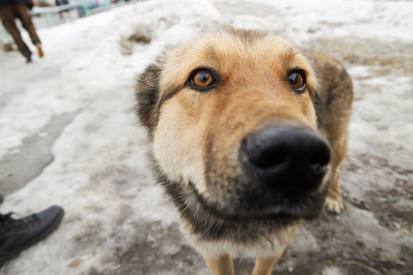 В Екатеринбурге бездомных собак запретили возвращать в парки и на кладбища