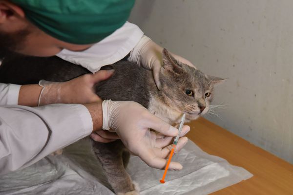 В Екатеринбурге и Полевском ветеринары объявили обязательную вакцинацию