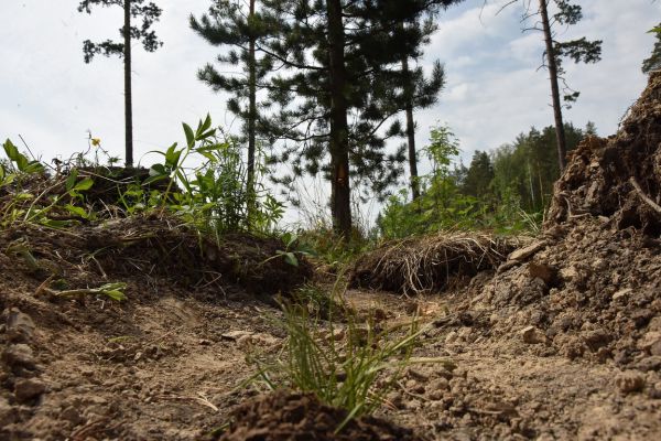Рослесхоз проверит, как управляют лесами в Свердловской области