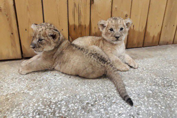 Леон и Саймон: львятам из Екатеринбургского зоопарка выбрали имена