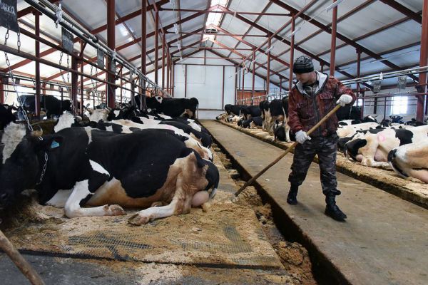 Власти вложили 73 миллиона в строительство 11 молочных ферм