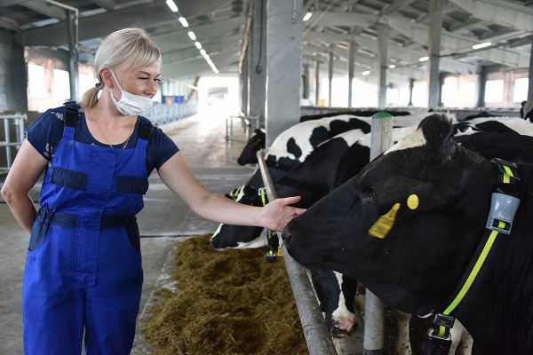 Уральские фермеры закупили стадо коров, каждая из которых дает по 4 ведра молока в сутки
