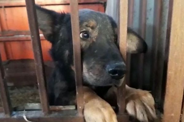 В Екатеринбурге с начала года новый дом нашли для 214 бродячих собак